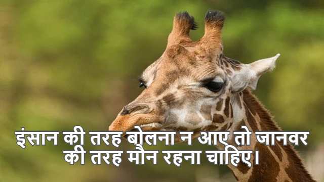 Application of Derivatives