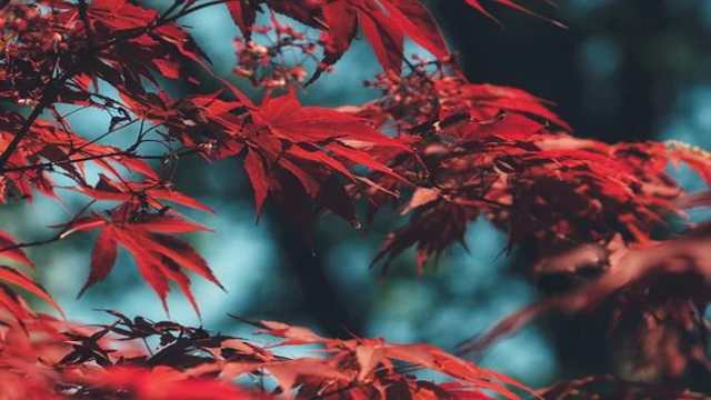 Equation of cone whose vertex and guiding curve are given