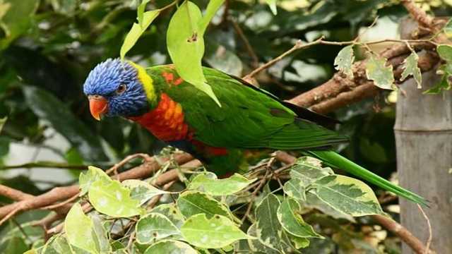 Total Differential Co-efficient