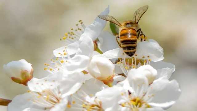 Equation of Circle of Curvature