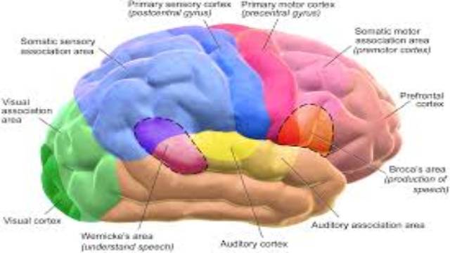 How Brain of Euclid Works?