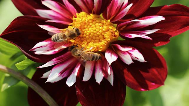 The Mysterious Connection Between Honey Bees And Mathematics