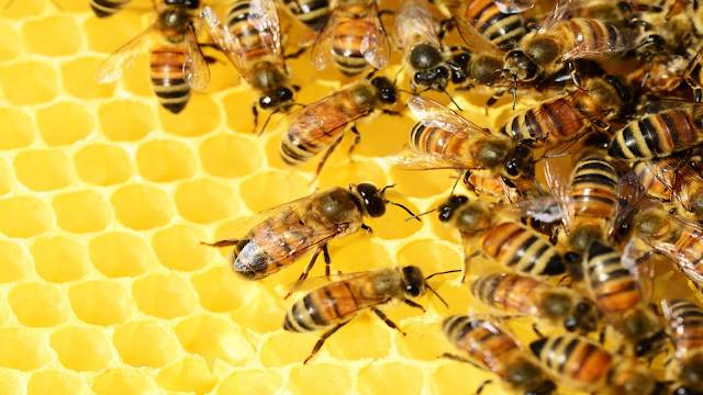 The Mysterious Connection Between Honey Bees And Mathematics,Ideas.Ted.com,Honey Bees on a Honeycomb