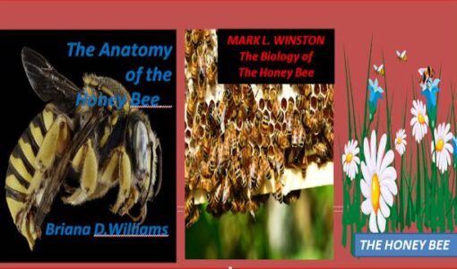 The Mysterious Connection Between Honey Bees And Mathematics,The Anatomy of the Honey Bee,The Biology of the Honey Bee,The Honeybee