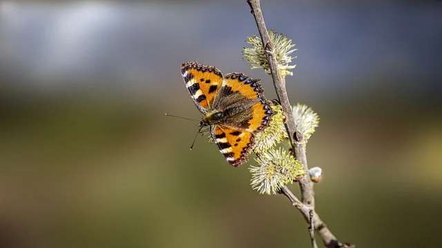 Combinations Class 11