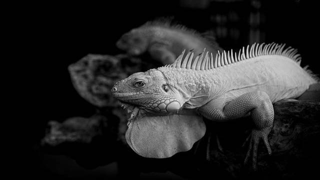 Permutations Class 11th