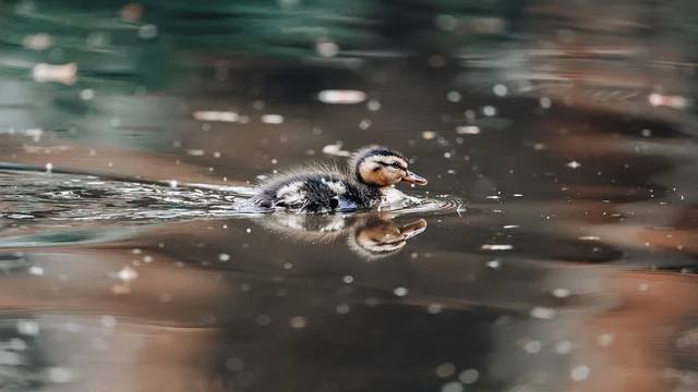 Proofs in Mathematics