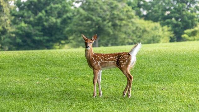 Integration by Partial Fractions 12th