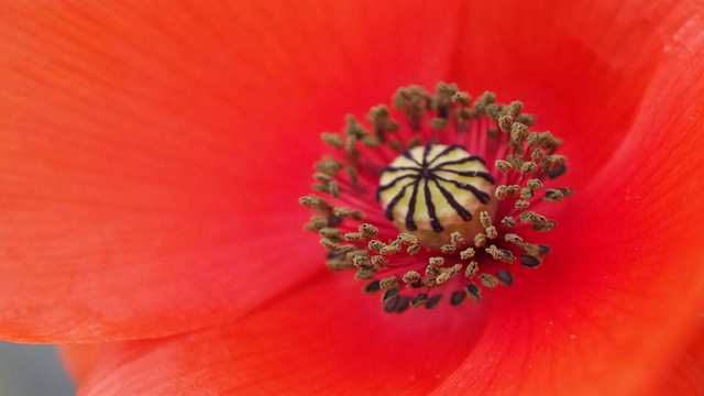 Complex Number in Complex Analysis