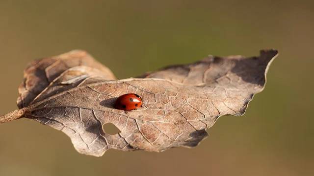 Angles Sum Properties of Triangle 9th