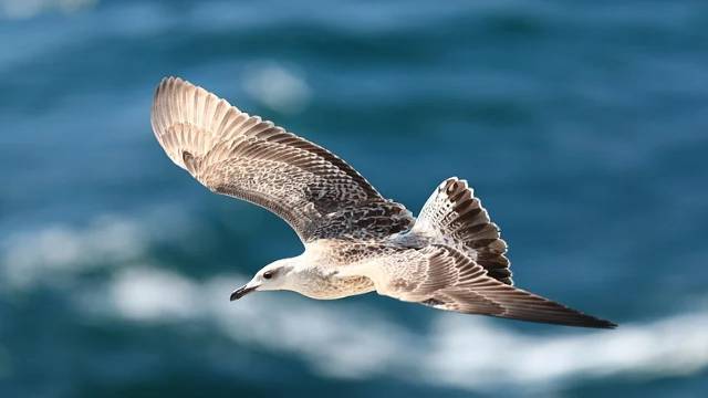 Interpolation for Unequal Intervals