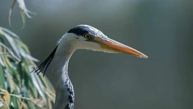 Simpson and Weddle Quadrature Formulae