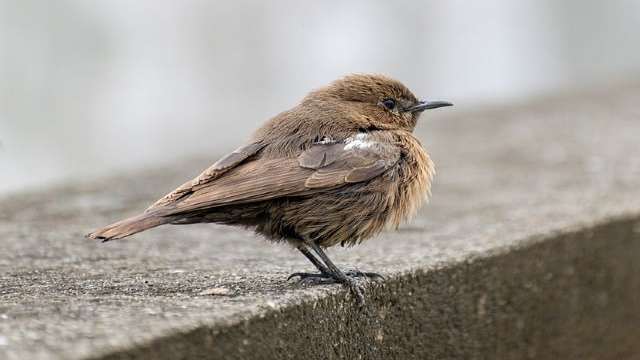 Differential Equations in Class 12