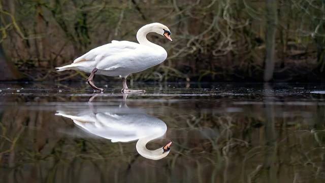 Examples of Mean and Mode Class 10