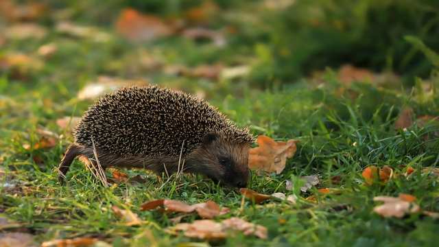 Examples of Mode in Class 9