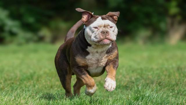 Find Root of Number by Newton Formula