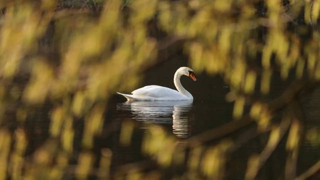 Numerical Solution by Euler Method