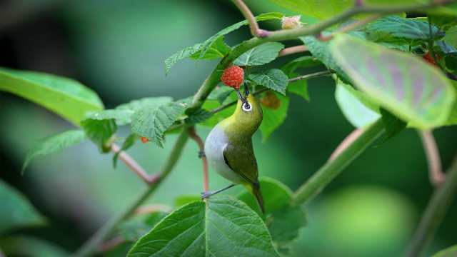 MCQ Type Examples of Real Numbers