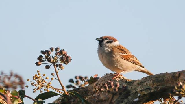 Illustrations of Polynomials Class 10