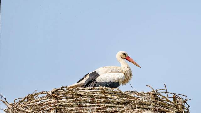 MCQ Example of Pair of Linear Equation