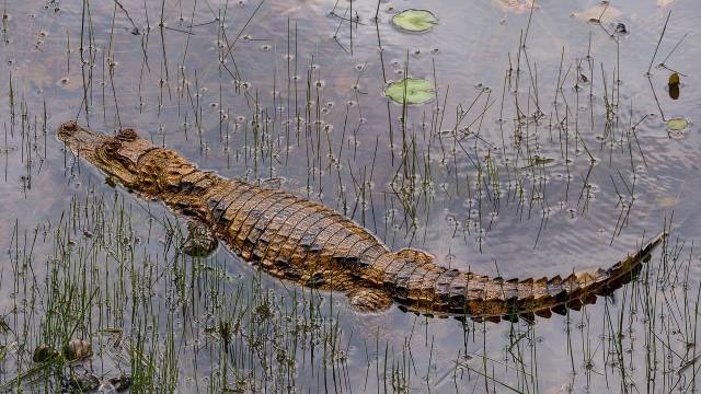 Simultaneous Linear Equation 10th