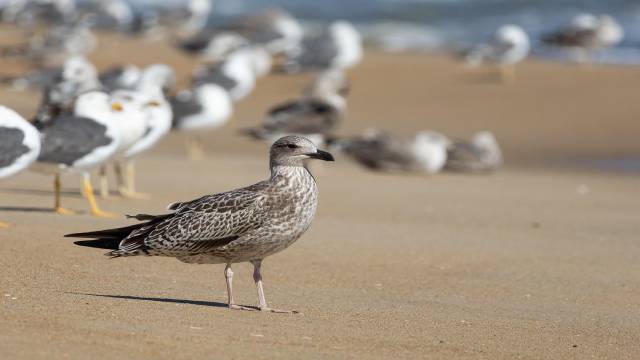 Relative Velocity and Acceleration