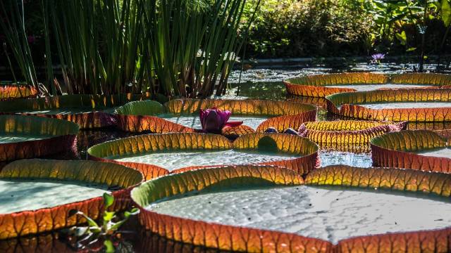 Arrangement of Words in Logical Order