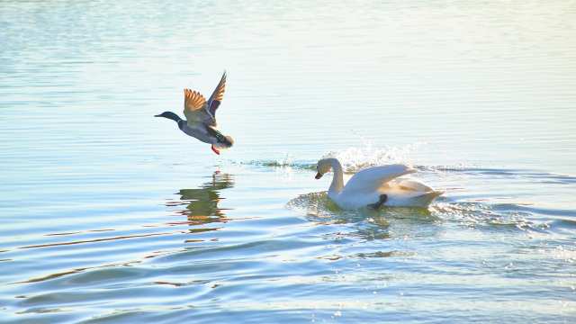 Conditional Trigonometrical Identities