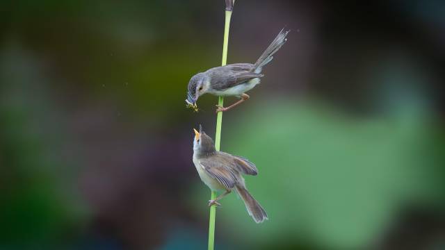 How to Calculate Standard Deviation?