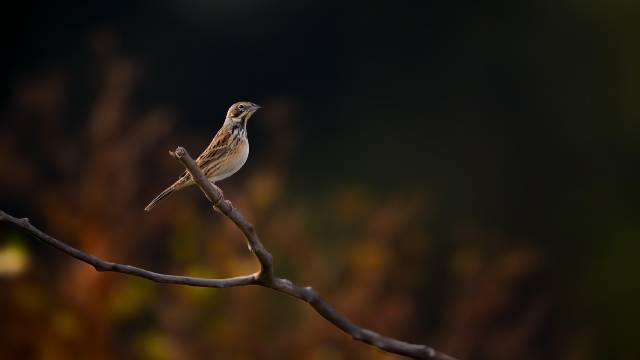 Real Sequences in Real Analysis