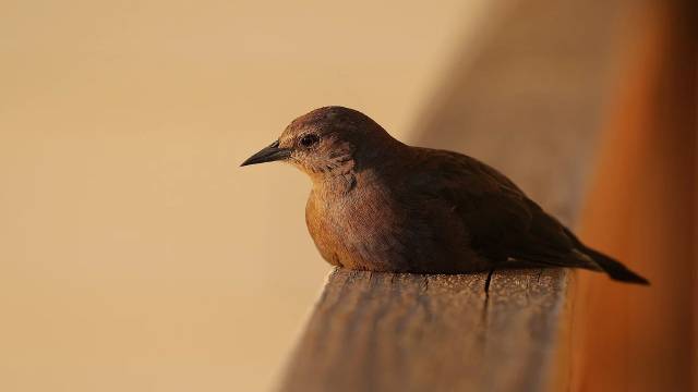 Coefficient of Variation