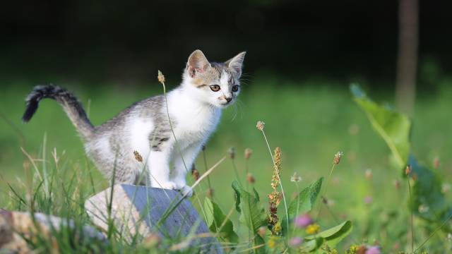 Direction Test in General Intelligence