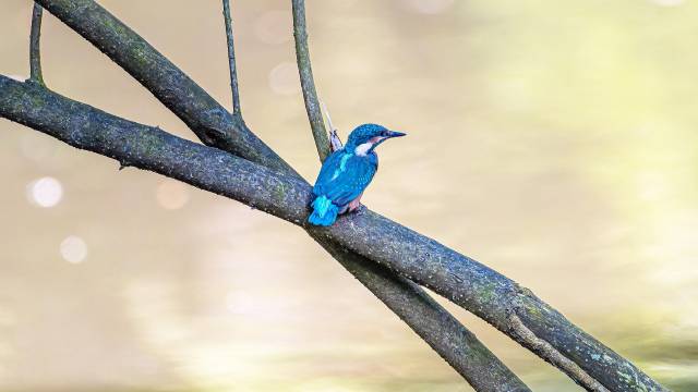 Motion Under Inverse Square Law