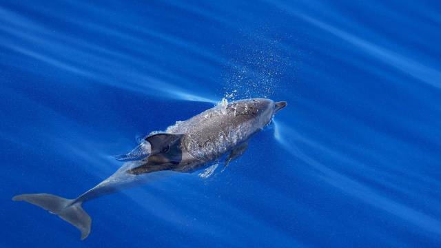 Motion Under Repulsion Varying as Distance