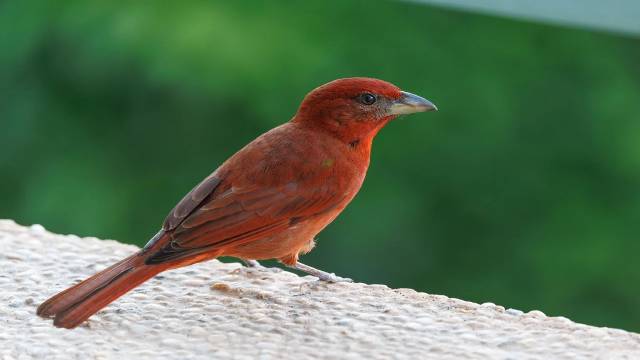 Cube and Cuboid in Class 9th