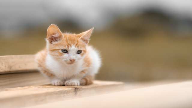 Linear Programming in Class 12th