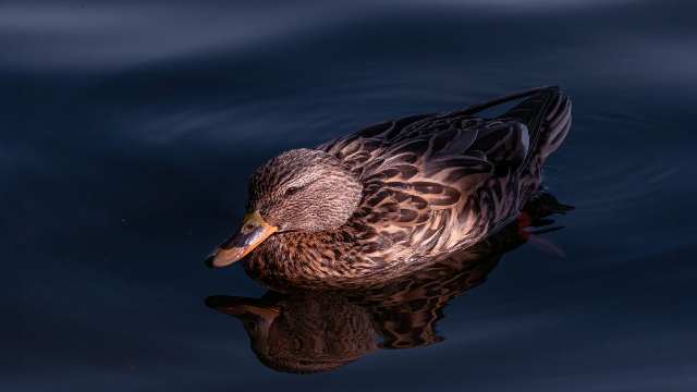 Puzzle Test in General Intelligence