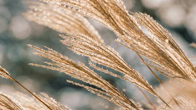 Volume and Surface Area in Arithmetic