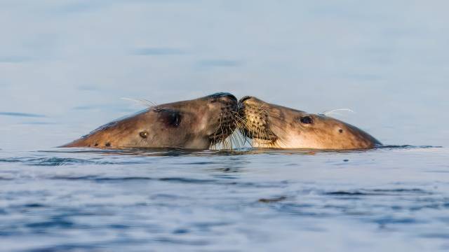 Continuity and Limit in Real Analysis