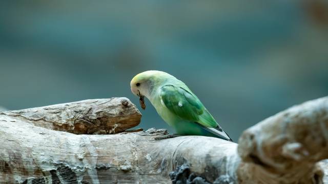 Limits and Continuity in Real Analysis