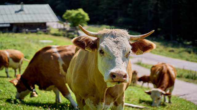 Limits and Continuity in Real Analysis