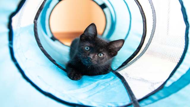 Moments and Kurtosis in Statistics