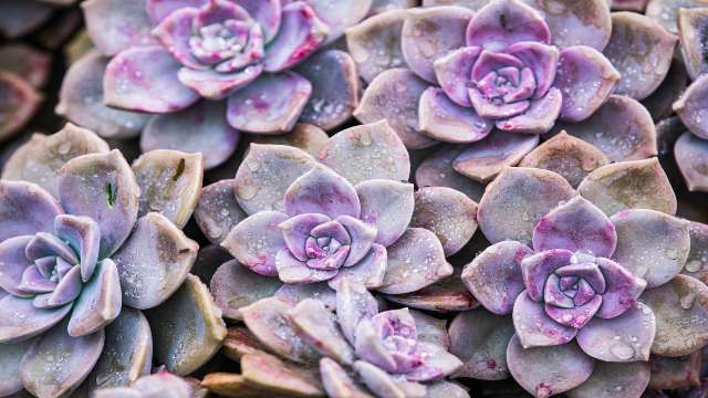 Probability in Quantitative Aptitude