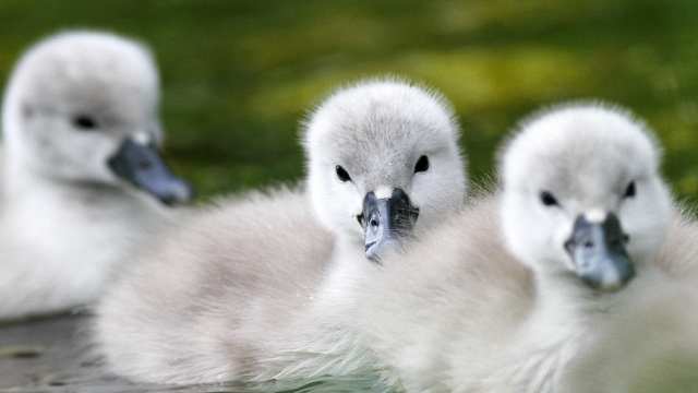 Variance and Standard Deviation