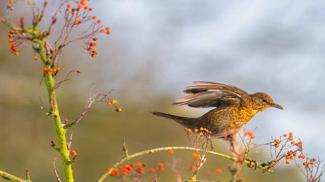 33 Straight Line MCQs with Solutions