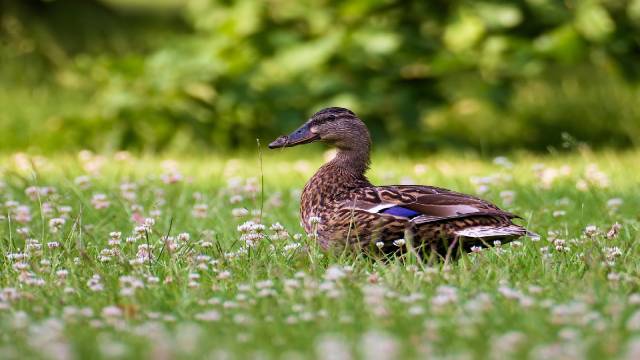 Area of Plane Figure in Quantitative Aptitude