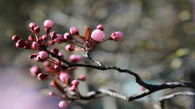 Circumference and Area of Circle 10th