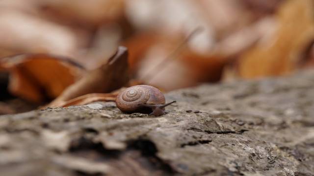 Kurtosis and Mements in Statistics