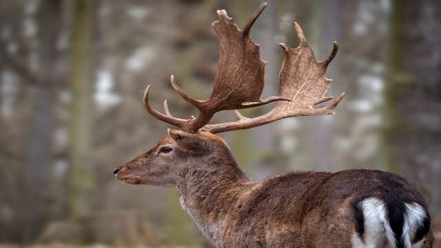 Kurtosis and Mements in Statistics