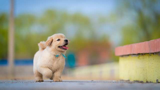 Limits of Functions of Two Variables